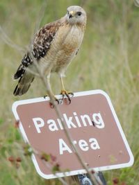 Close-up of bird perching on wall