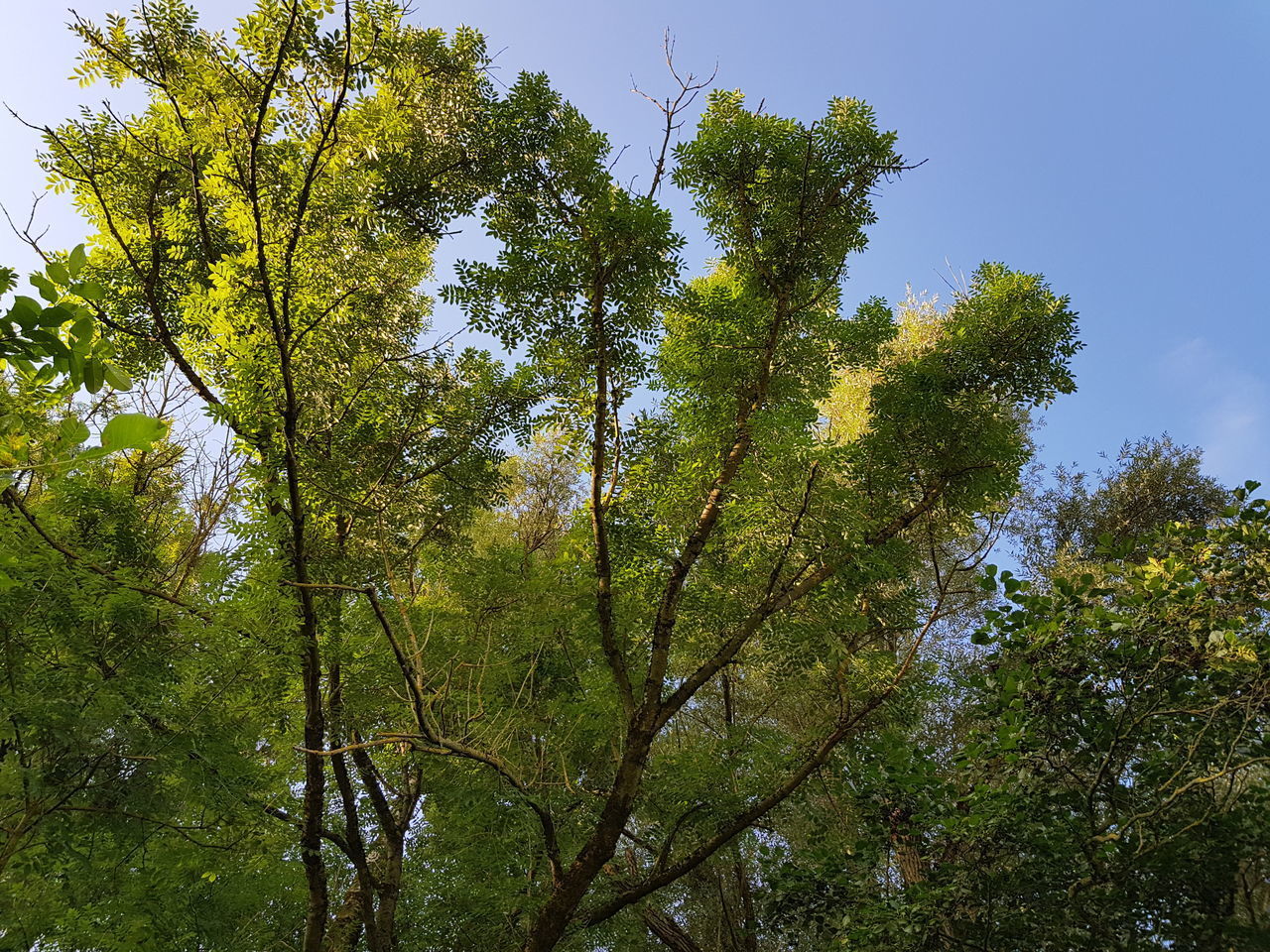 LOW ANGLE VIEW OF TREES GROWING IN FOREST AGAINST SKY