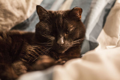 Close-up of cat sleeping on bed at home