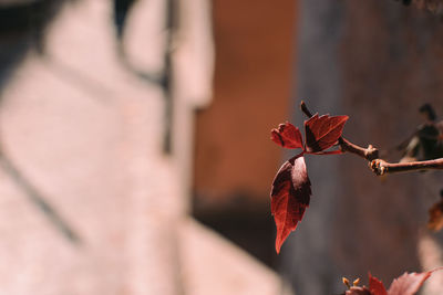 Close-up of red maple leaves