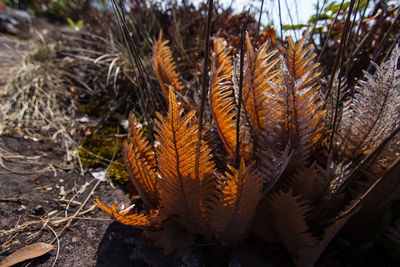 Close-up of dry leaves on field