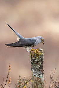 Close-up of bird perching on wooden post