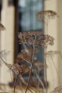 Close-up of plant against blurred background