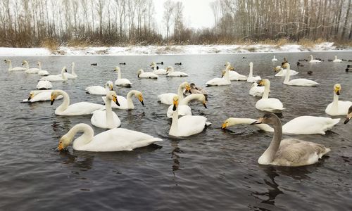 A flock of swans on the wintering lake, a white swan looks into the frame