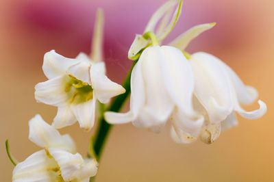 Close-up of white flowers