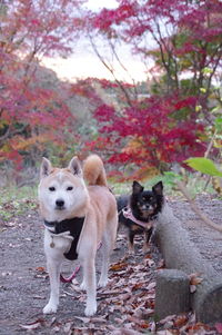 Portrait of dogs standing against plants