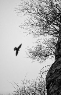 Close-up of bird flying against sky