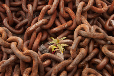 Full frame shot of rusty chain with plant
