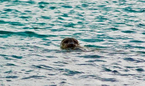 Portrait of seal swimming in jokulsarlon sea, iceland