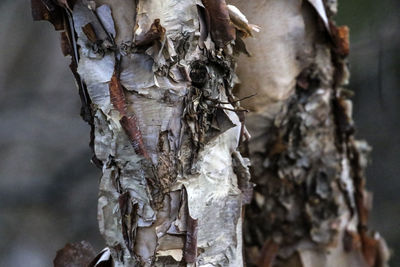 Close-up of a tree trunk