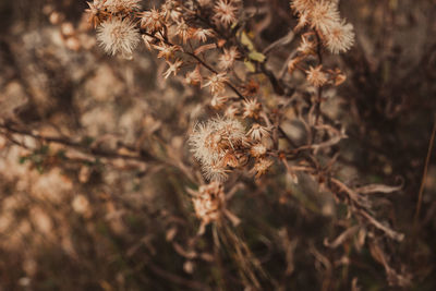 Close-up of dried plant on field