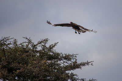 Low angle view of eagle flying against sky