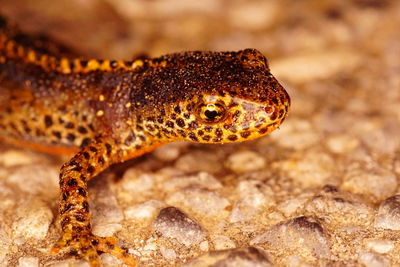 Close-up of lizard on rock