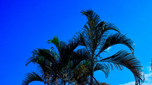 Low angle view of palm tree against blue sky