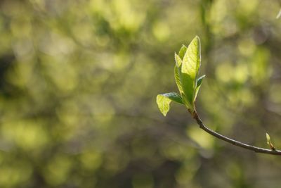 Close-up of plant