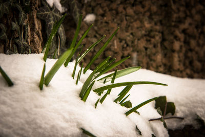 Close-up of plants during winter