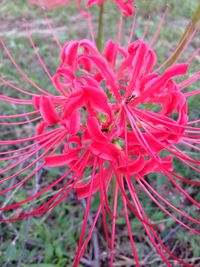 Close-up of red flowers