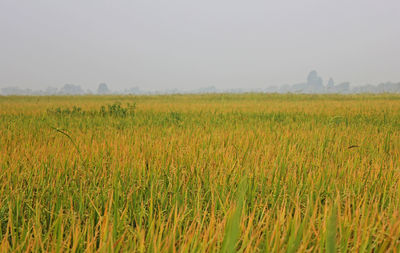 Scenic view of agricultural field against clear sky