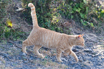 Cat walking on grass