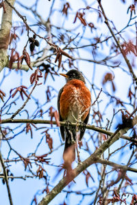 Low angle view of robin bird perching on tree