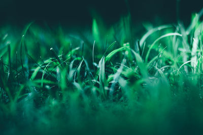 Close-up of water against sky at night