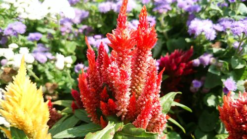 Close-up of fresh red flowers blooming outdoors