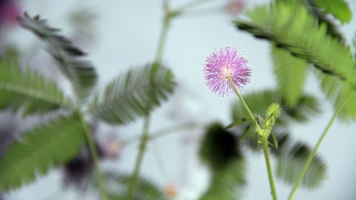 Close-up of thistle flowers