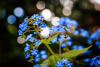 Close-up of blue flowering plant