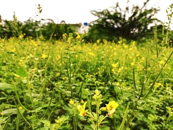 Close-up of yellow flowers blooming on field