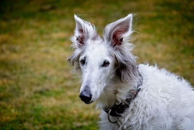 Portrait of white dog on field