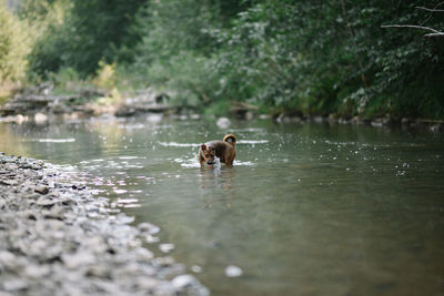 Dog swimming in lake