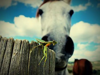 Close-up of horse on wooden fence against sky hanging with a special new friend