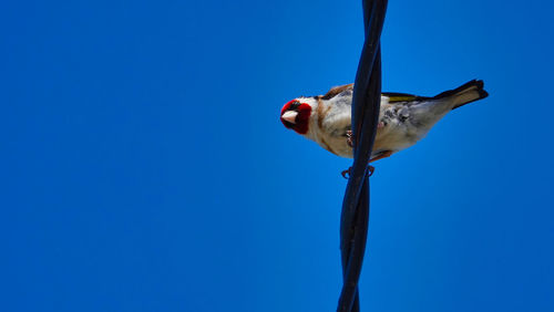 Low angle view of bird perching on plant against blue sky