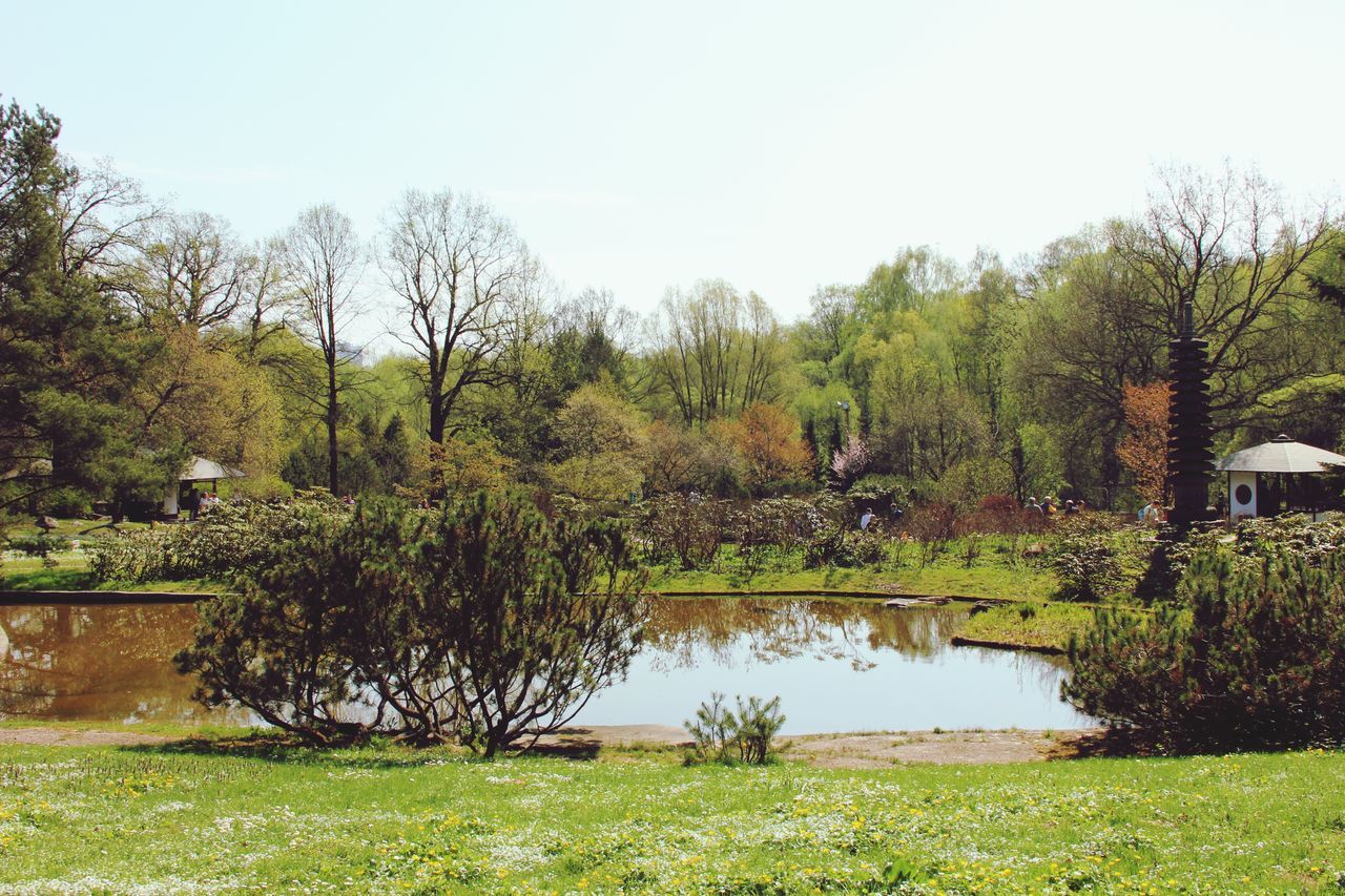 tree, plant, water, lake, sky, tranquility, tranquil scene, nature, beauty in nature, scenics - nature, reflection, day, growth, landscape, green color, grass, no people, clear sky, environment, outdoors