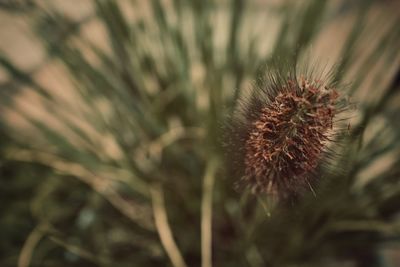 Close-up of dandelion on field