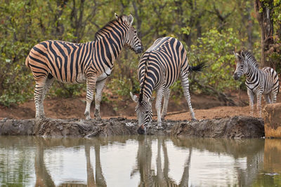 Herd of zebras drinking at a waterhole