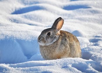 High angle view of rabbit on snowy field