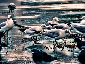 Flock of birds in water