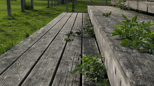 Close-up of lizard on wood