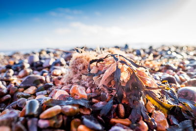 Surface level of pebbles on beach