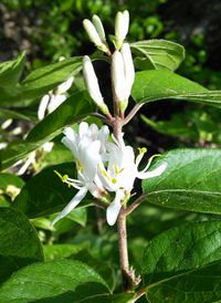 Close-up of fresh white flowers