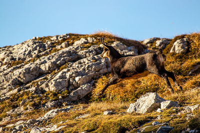 View of giraffe on rock against clear blue sky