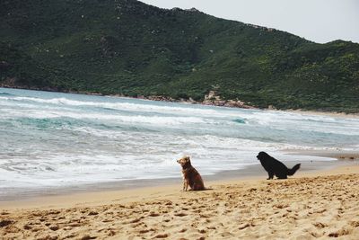 Dog on beach