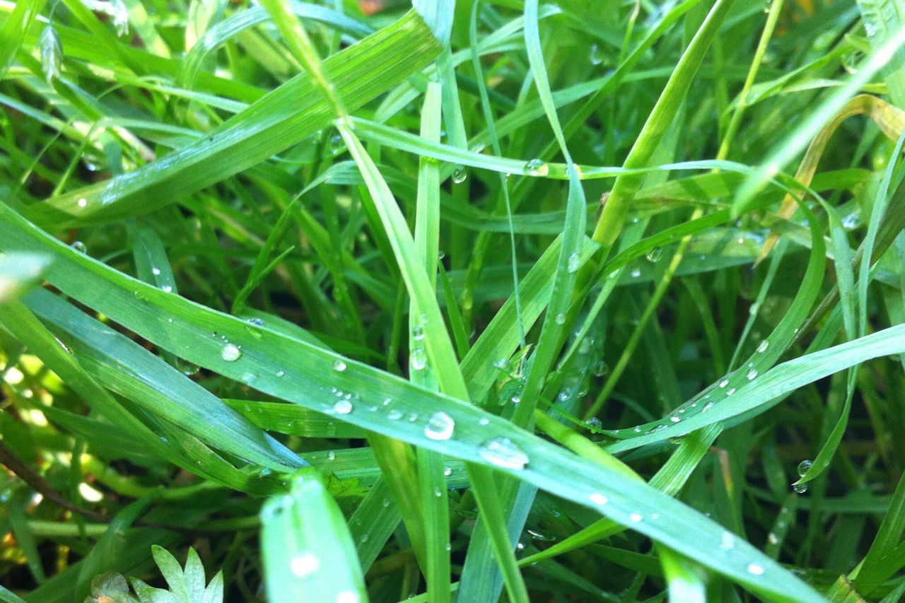 green color, growth, drop, wet, nature, plant, full frame, dew, close-up, no people, rain, backgrounds, leaf, beauty in nature, water, outdoors, blade of grass, grass, day, freshness