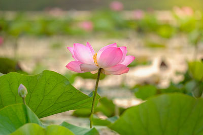 Close-up of pink lotus water lily