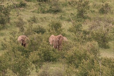 View of elephant on field