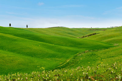 Scenic view of agricultural field against sky