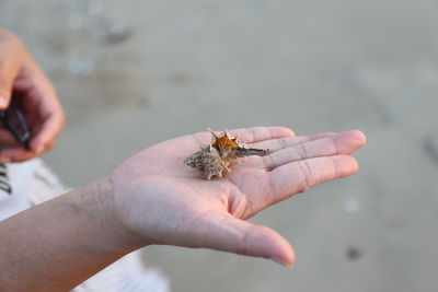 Cropped hand holding insect