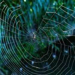 Close-up of spider web