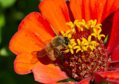 Close-up of bee pollinating on flower